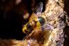 Volucella inflata